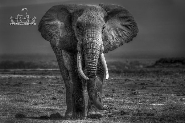 25Amboseli_Elephant