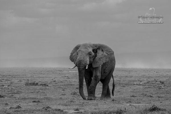 07Amboseli_Elephant