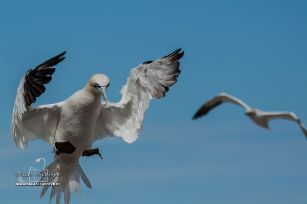 Landing