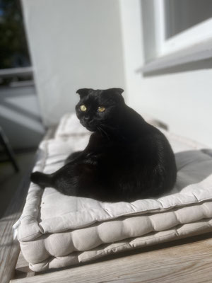 Kater Simba