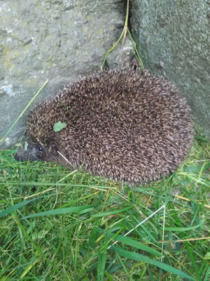 Igel