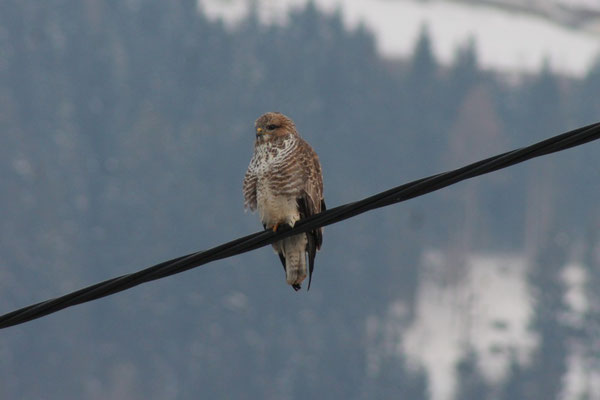 Bussard