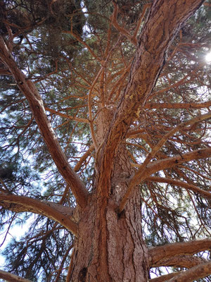 Baum des Lebens