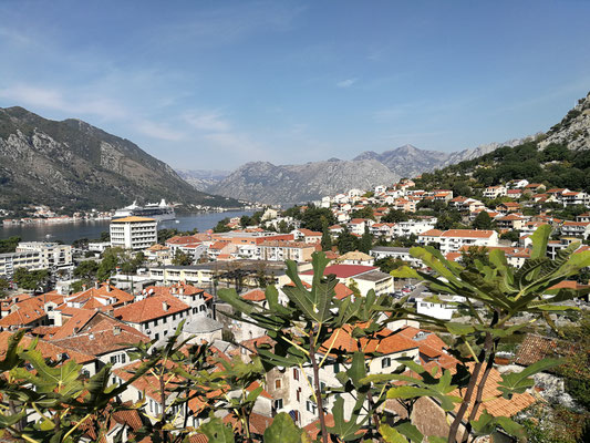 Kotor