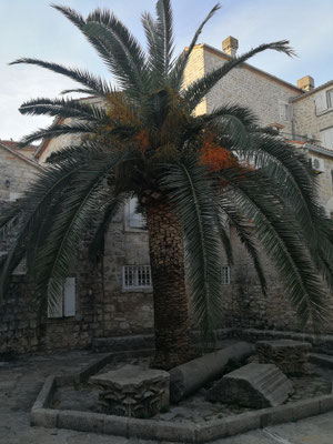 Budva unter Palmen