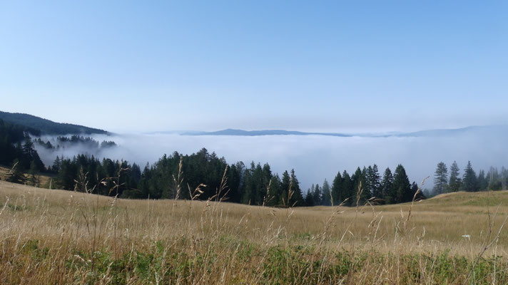 Morgennebel im Redwood NP