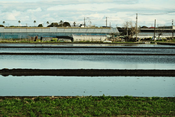 春の水田01