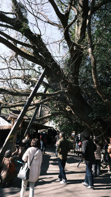 2023年　初詣　八大龍王水神002
