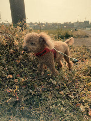 散歩中におしっこをしようとする愛犬ラッキー
