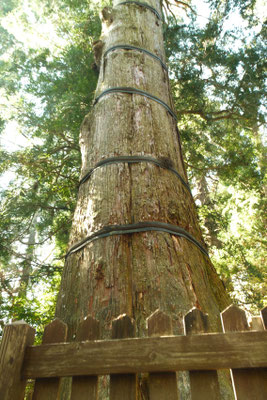 2023年 高千穂神社03