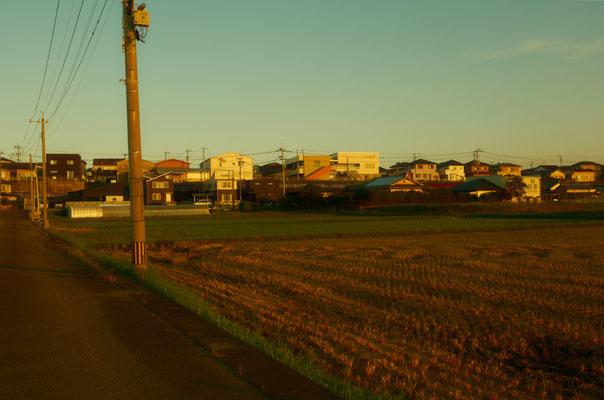 2024年　朝露が光っています01