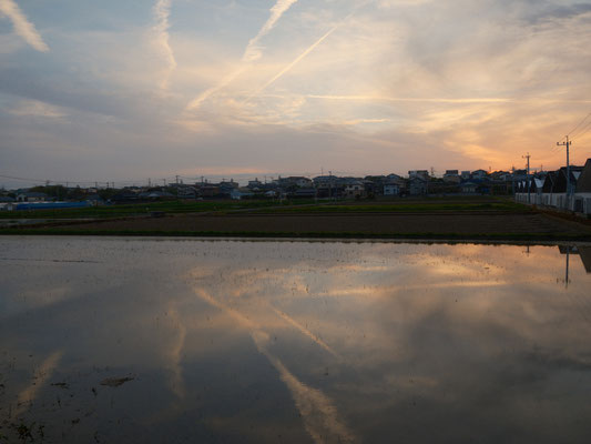水田にリフレクションする春空