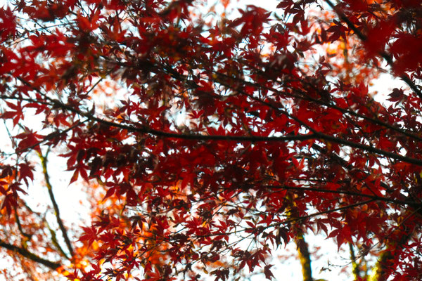 2023年 高千穂の紅葉