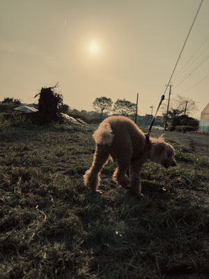 逆光で眩しい愛犬ラッキー