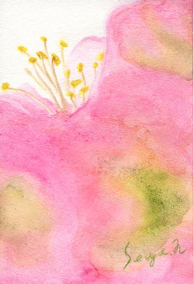 14.5×9.5cm　watercolor pencil　「flower」