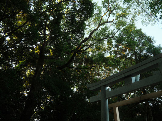 夏の江田神社の林と鳥居
