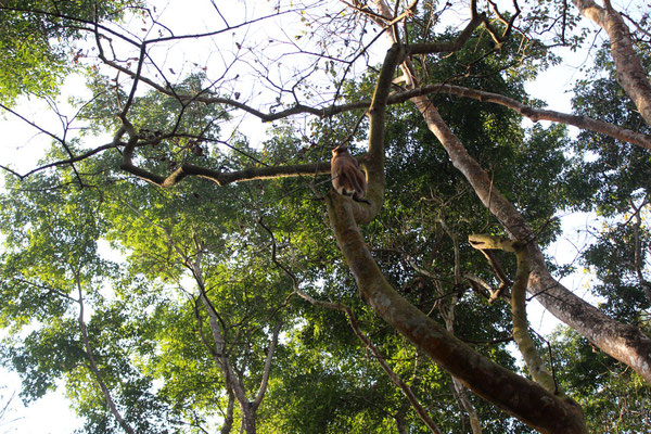 Affe im Chitwan Nationalpark