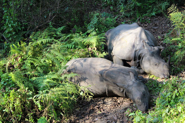 Zwei schlafende Panzernashörner im Chitwan Nationalpark.