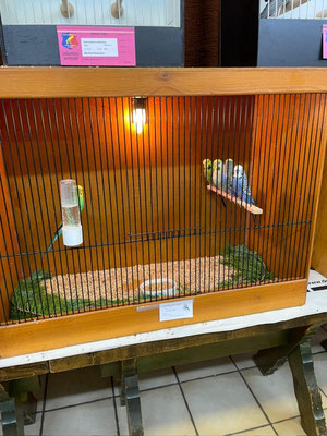 Schauvitrine