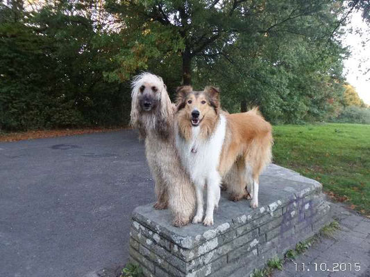 Hier auf die Mauer will Shakira immer drauf - und ein Leckerlie abstauben