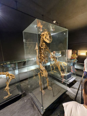 Höhlenbär aus der Tischoferhöhle