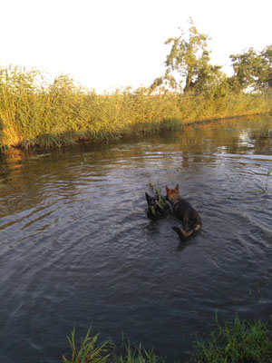 Gino Und Gabi Vom Ratsberg Dsh Zwinger Vom Ratsberg Zucht Und Sport Mit Dem Deutschen Schaferhund