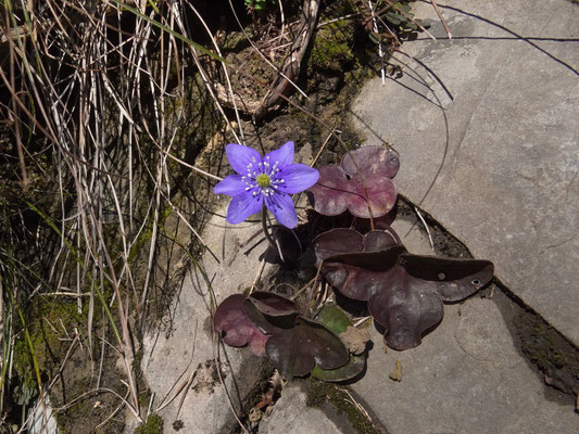 Leberblümchen (Hepatica nobilis) 