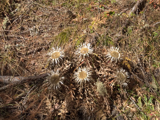 Silberdisteln (Carlina acaulis)