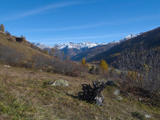 Naturnahe Weidelandschaft