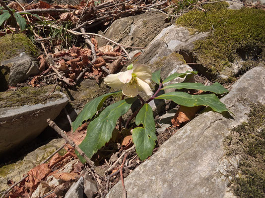 Christrose (Helleborus niger)