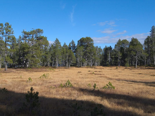 Schöne Föhrenbestände im Hochmoor