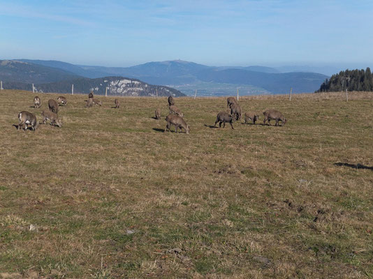 Steinböcke. Hinten der Chasseral