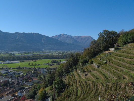 Weinberge oberhalb von Sementina