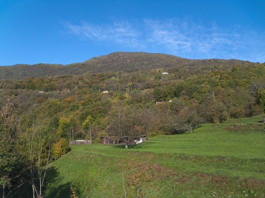 Kastanienwald oberhalb Drossa/Medeglia