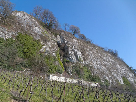 Oberhalb der Weinberge von La Neuveville gibt es eine Felsensteppe