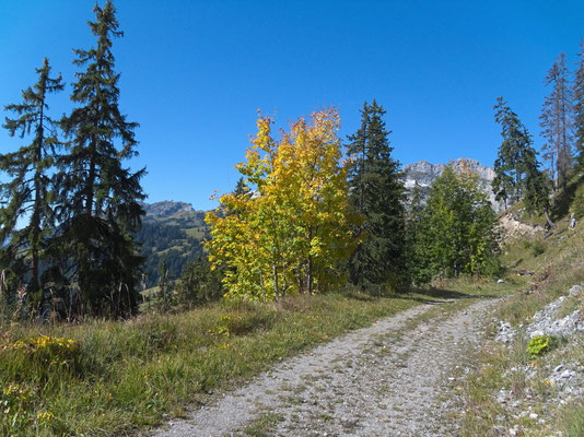 Forststrasse zum Pierre du Moëllé