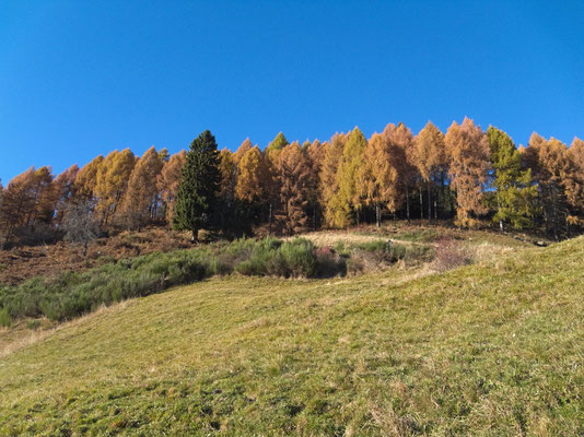 herbstliche Lärchenpracht