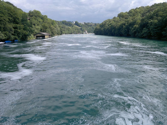 Der Rhein, wieder zahm, unterhalb des Rheinfalls