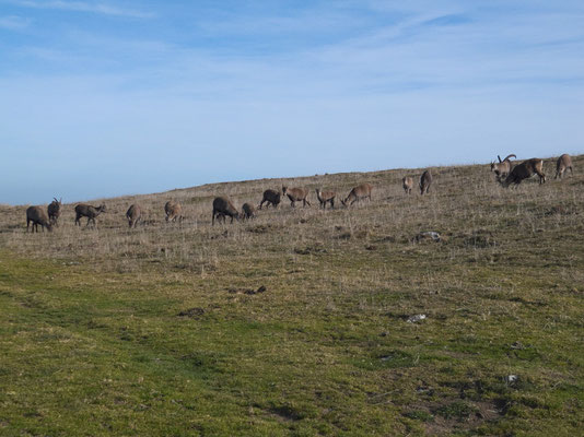 Steinbockherde