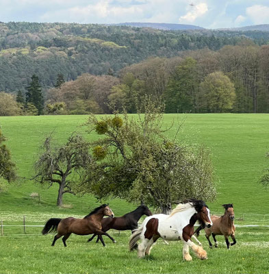 Die Koppelsaison beginnt am 16.04.2026