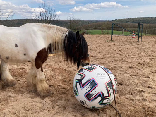 Paddy + der Ball 05.04.2026