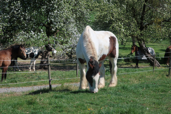 Alleine auf der Koppel 25.04.2020