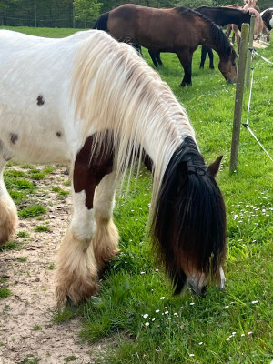 Hauptsache fressen