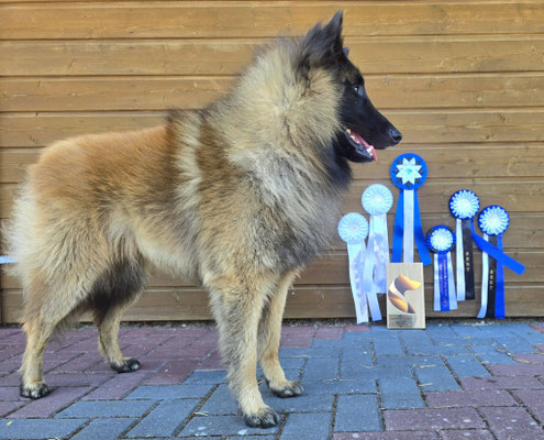 Spesiaalin Be My Best Decision💚  2x SERT 2x CACIB 1x BOS 1x BOB Estonian Champion🏅 Estonian Winner🔥