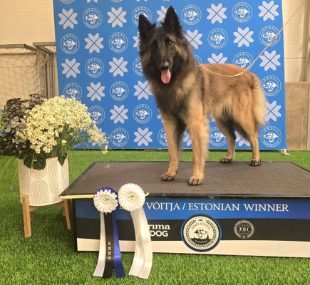 Spesiaalin Be My Sunshine - SERT, CACIB-> Estonian Champion