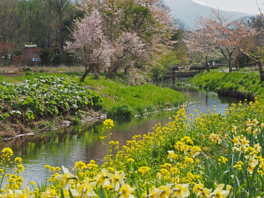 忍野八海にて