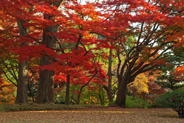 殿ヶ谷戸公園