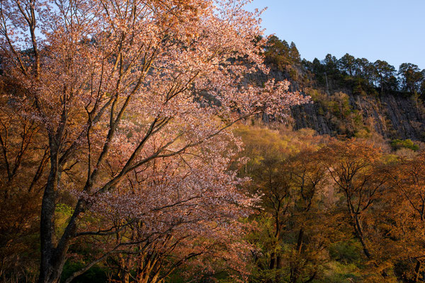 Cherry blossoms in Byobuiwa park