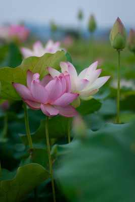 Lotus in Fujiwarakyo (Historic Place)