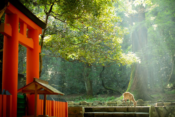 Mizuya Shrine in the precincts of Kasuga Taisha